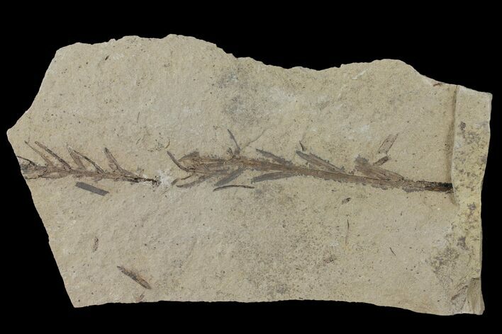 Dawn Redwood (Metasequoia) Fossils - Montana #126641